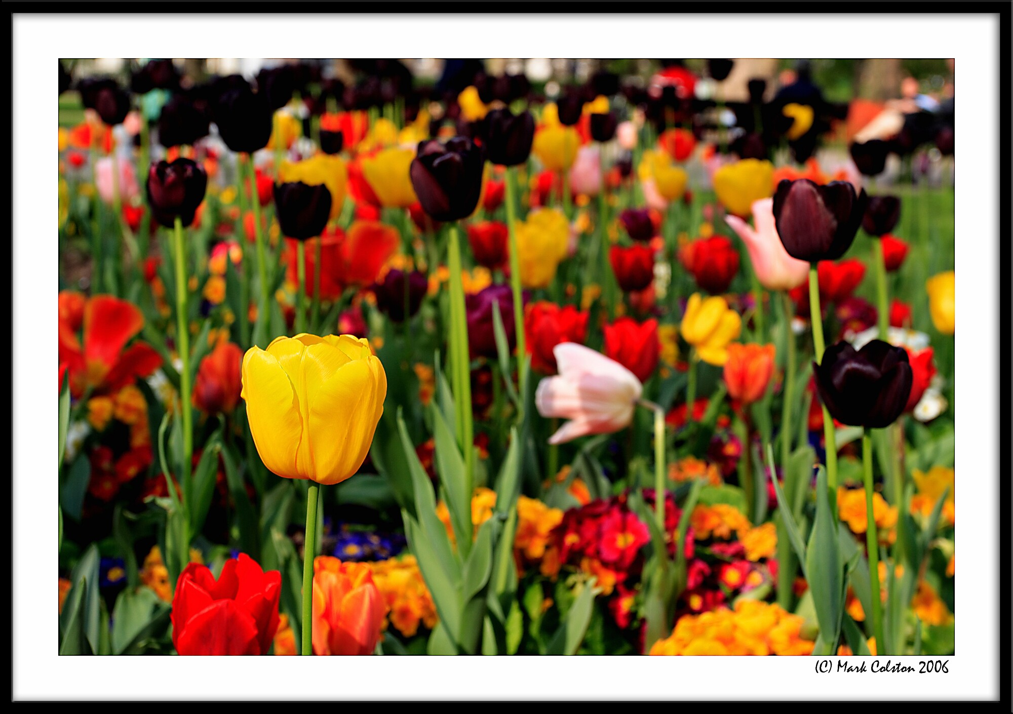 Flower Gardeny